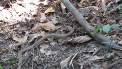 Mastigodryas melanolomus