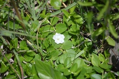 Evolvulus prostratus