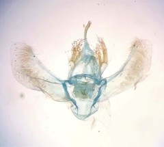 Eulithis diversilineata