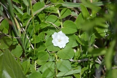 Evolvulus prostratus