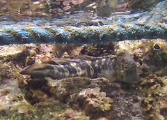 Istiblennius dussumieri