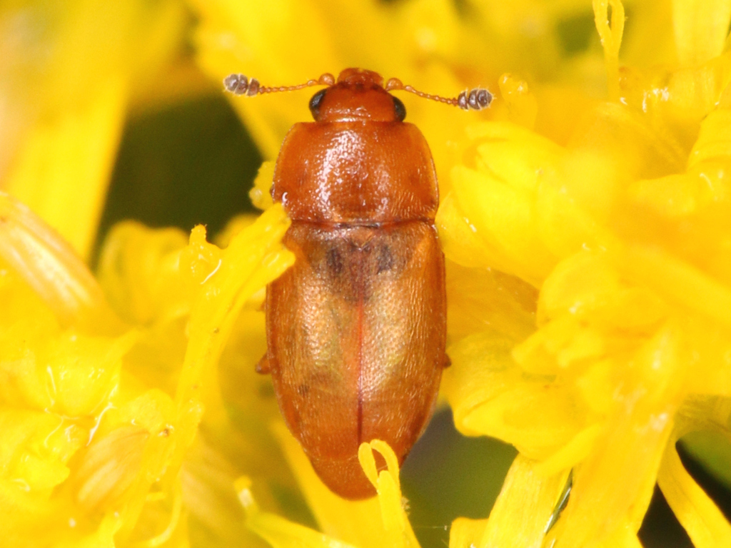 Epuraea longula