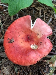 Russula paludosa