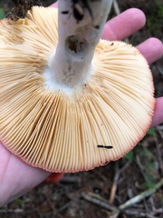 Russula paludosa