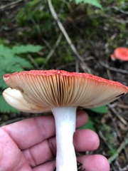 Russula paludosa