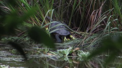 Trachemys venusta cataspila