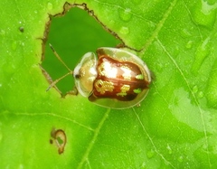 Deloyala guttata