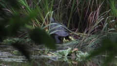 Trachemys venusta cataspila