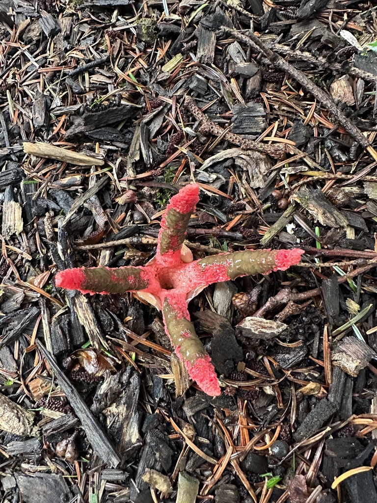 Clathrus archeri · March 2025 · photo: © prossington (iNaturalist, cc-by)