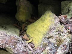 Chrysothrix chlorina