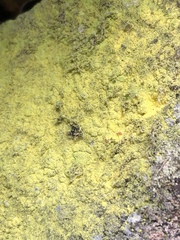 Chrysothrix chlorina