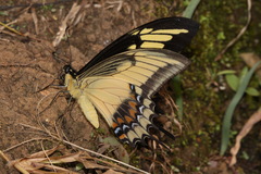 Heraclides androgeus epidaurus