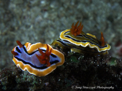 Chromodoris colemani
