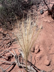 Hairy Tricolor Grass (Trichloris crinita)