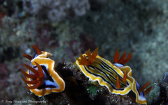 Chromodoris colemani