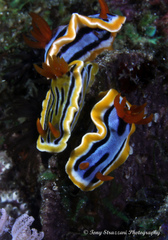 Chromodoris colemani