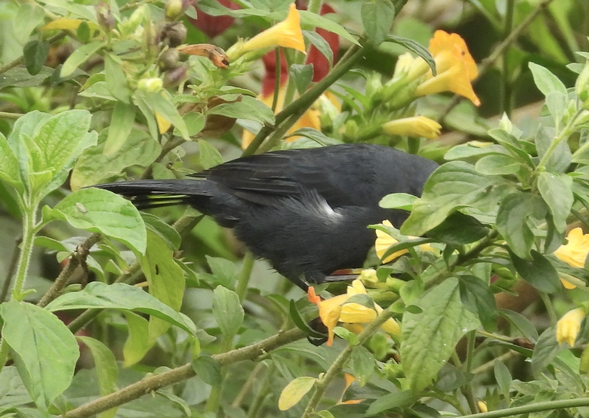 White-sided Flowerpiercer (Diglossa albilatera), photo 7