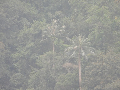 Ceroxylon quindiuense