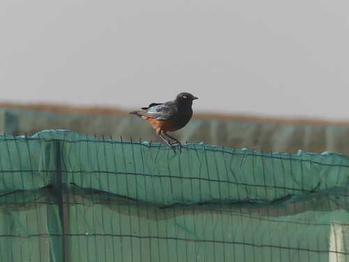 Chestnut-bellied Starling (Lamprotornis pulcher)