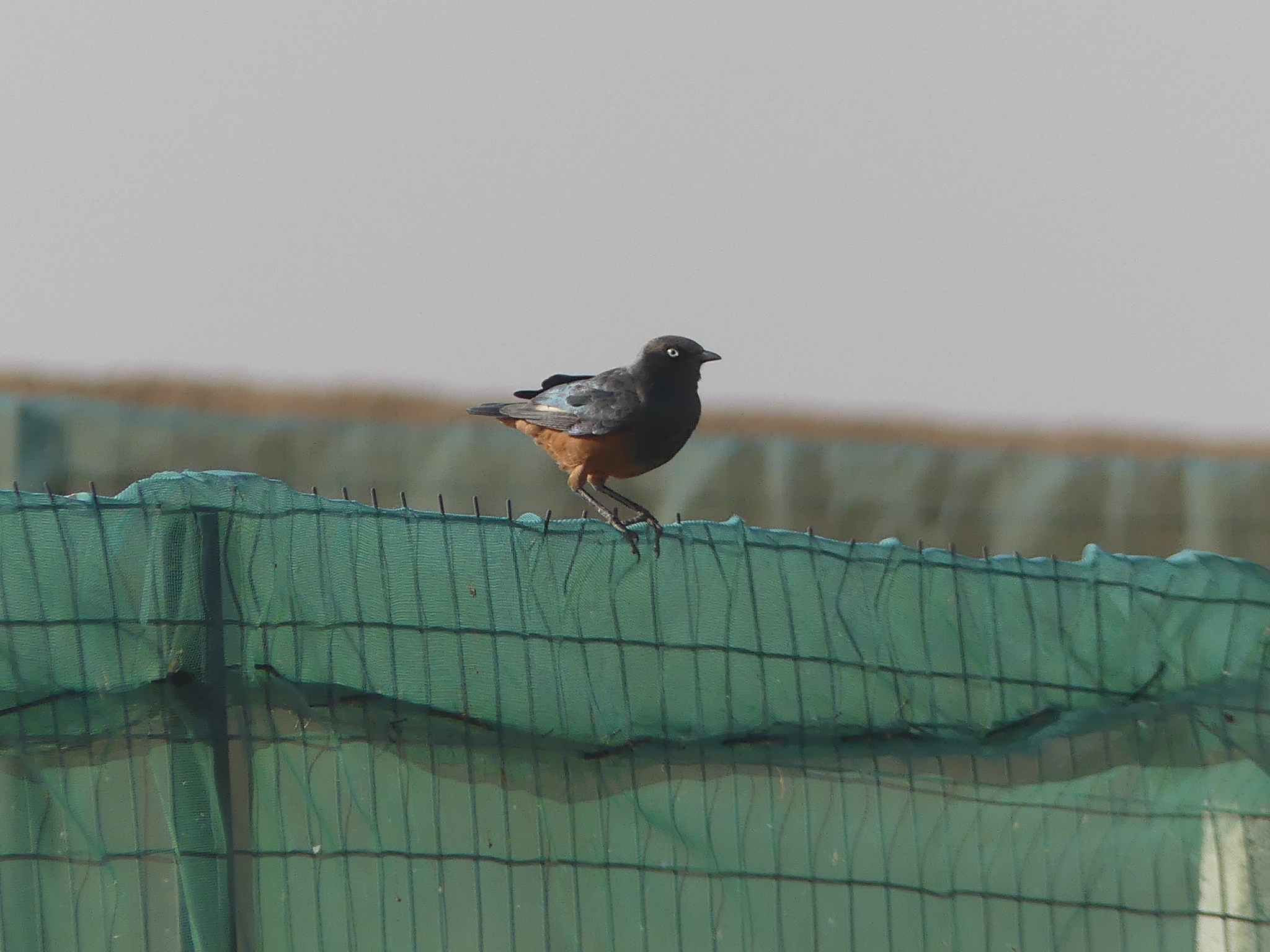 Chestnut-bellied Starling (Lamprotornis pulcher), photo 1
