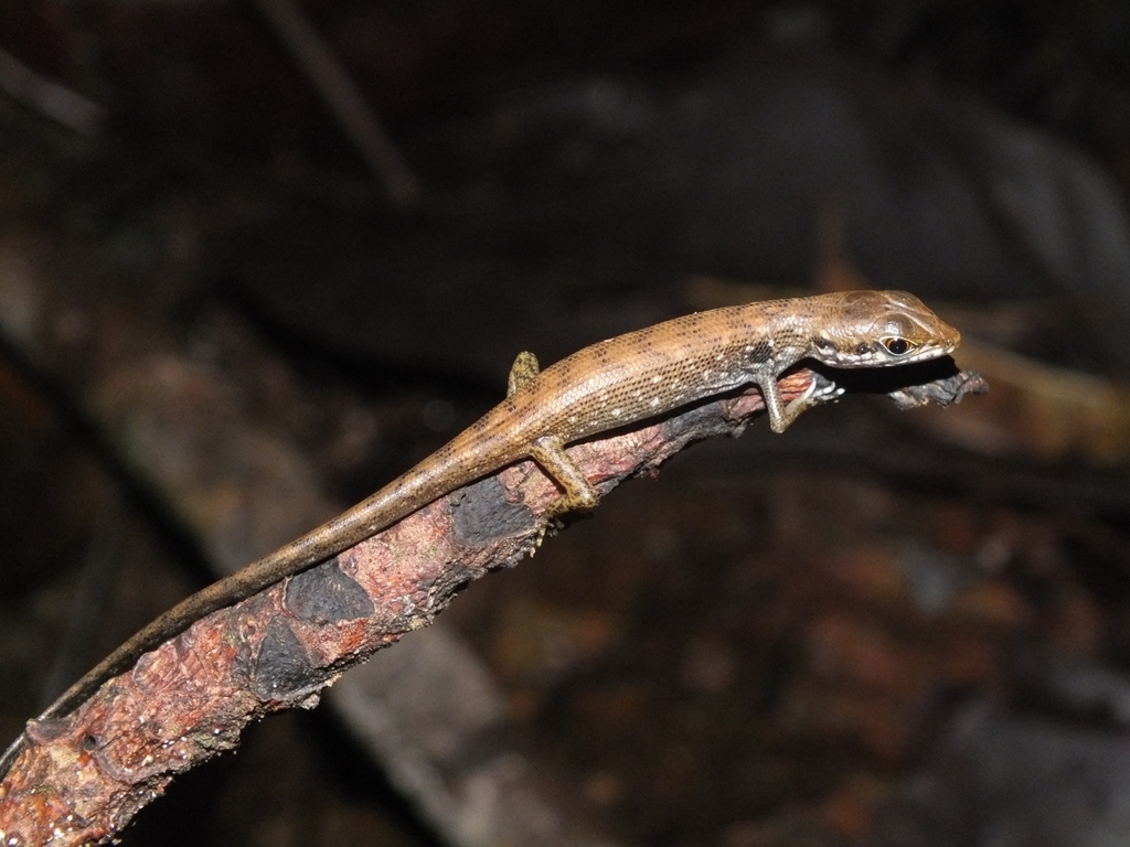 Tropidophorus micropus