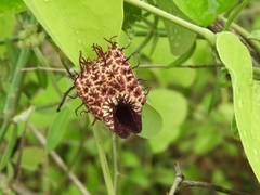Aristolochia taliscana