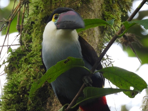 Black-billed Mountain Toucan (Andigena nigrirostris), photo 3