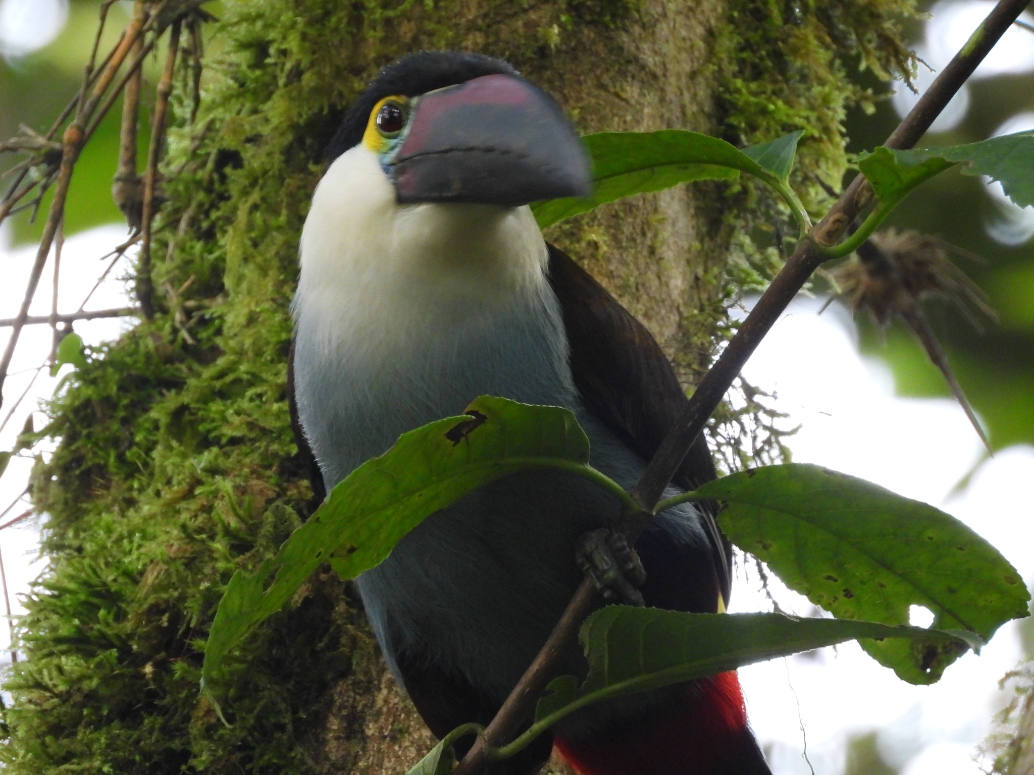 Black-billed Mountain Toucan (Andigena nigrirostris), photo 4