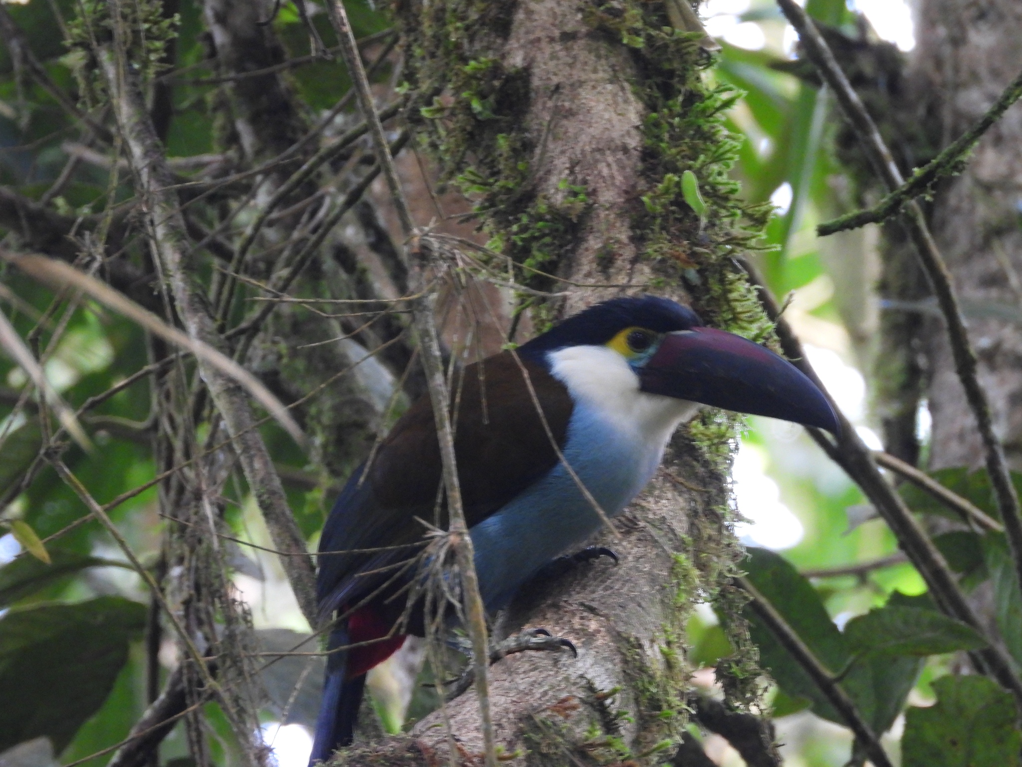 Black-billed Mountain Toucan (Andigena nigrirostris), photo 5