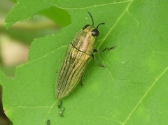 Agaeocera scintillans