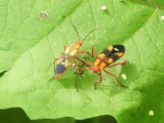 Oncopeltus guttaloides