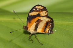 Castilia eranites