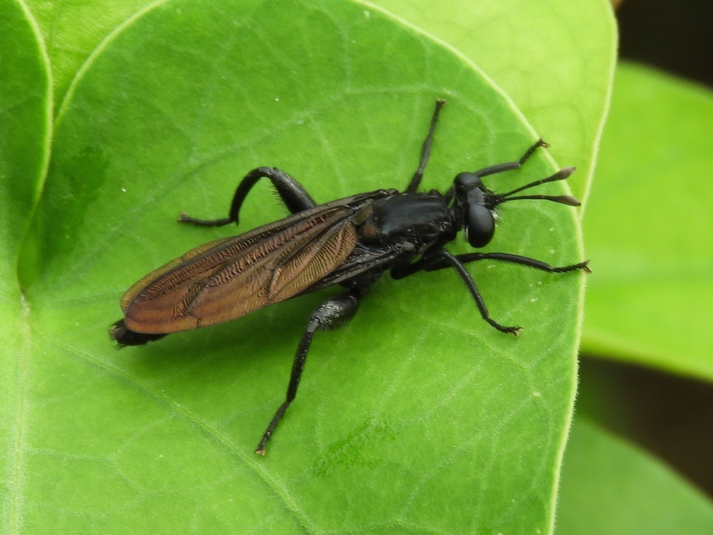 Messiasia perpolita