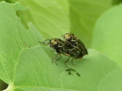 Agrilinae