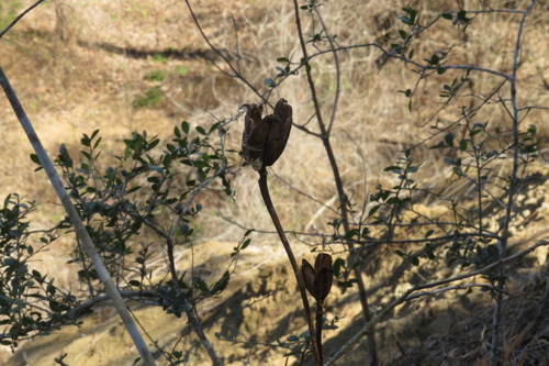 Lírio-do-pântano