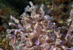 Conglomeratusclera coerulea