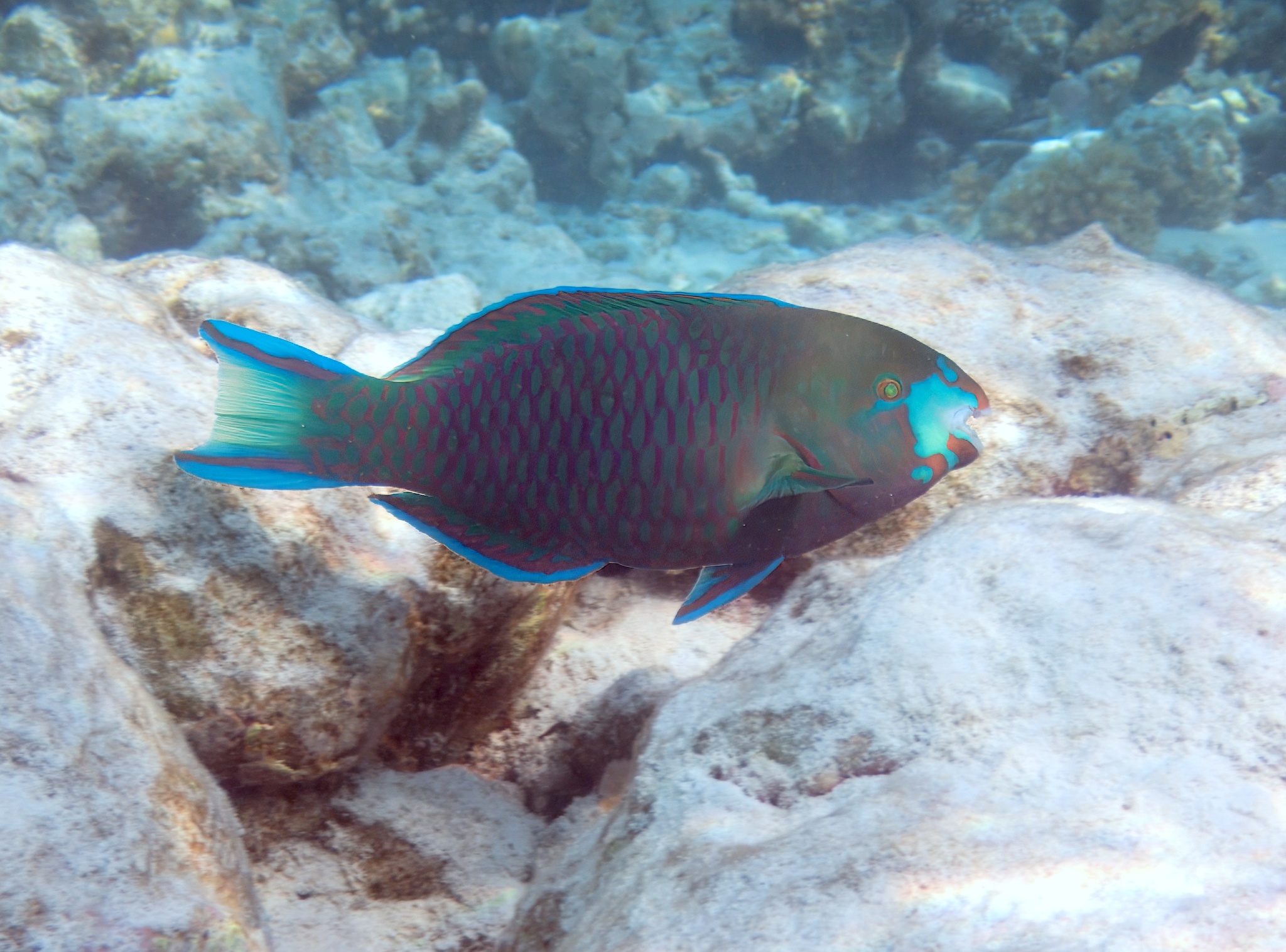 Roundhead Parrotfish photo 4