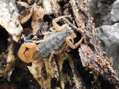 Centruroides baldazoi