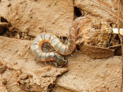 Arthrorhabdus pygmaeus