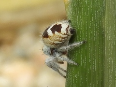 Phidippus pacosauritus