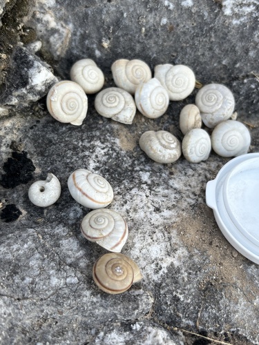 San Xavier Talussnail