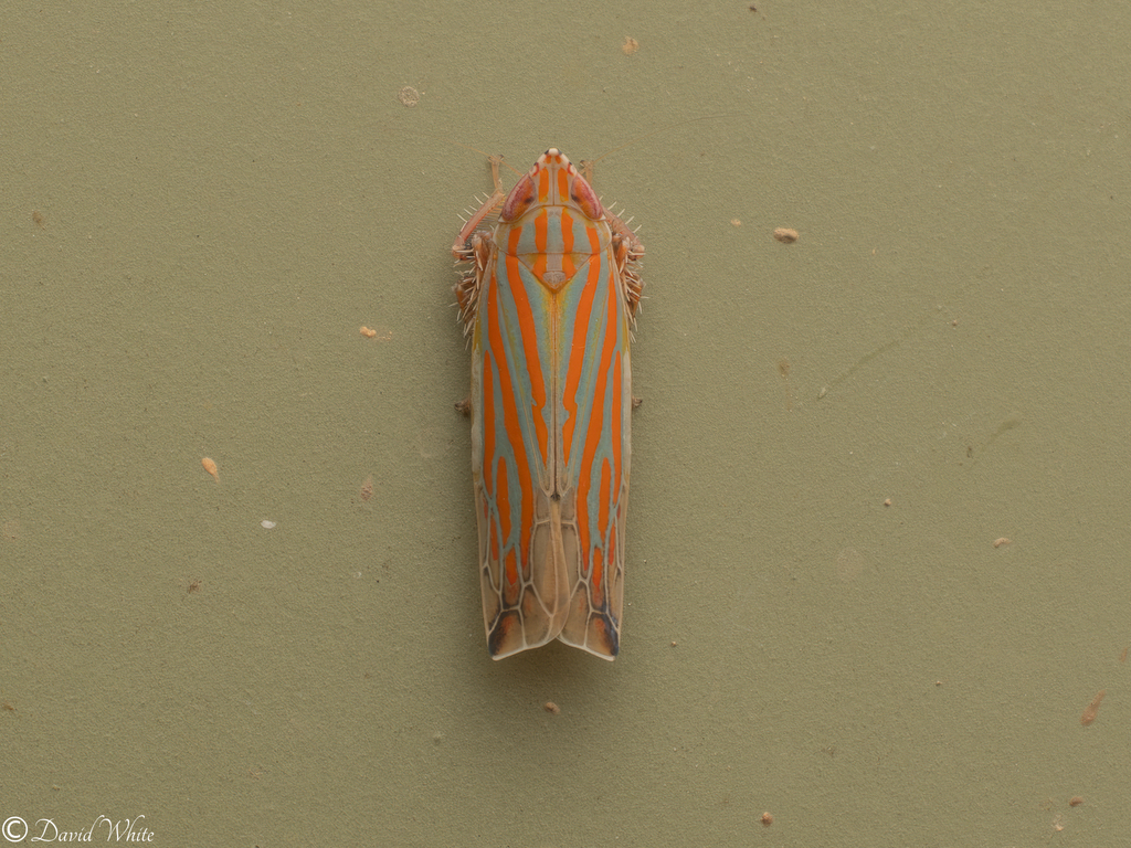 Varta longula