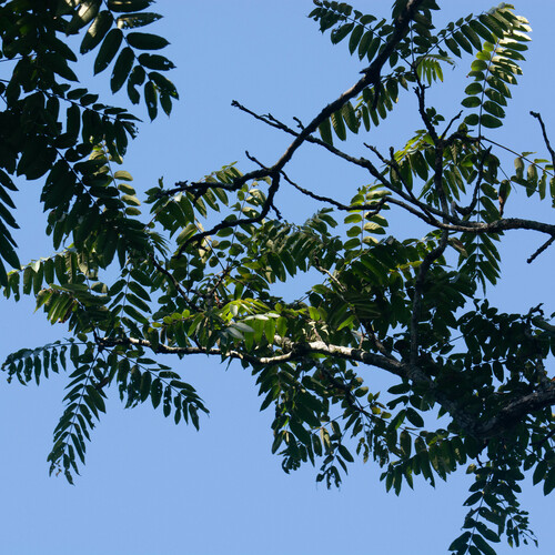 Foto de Cedro-rosa