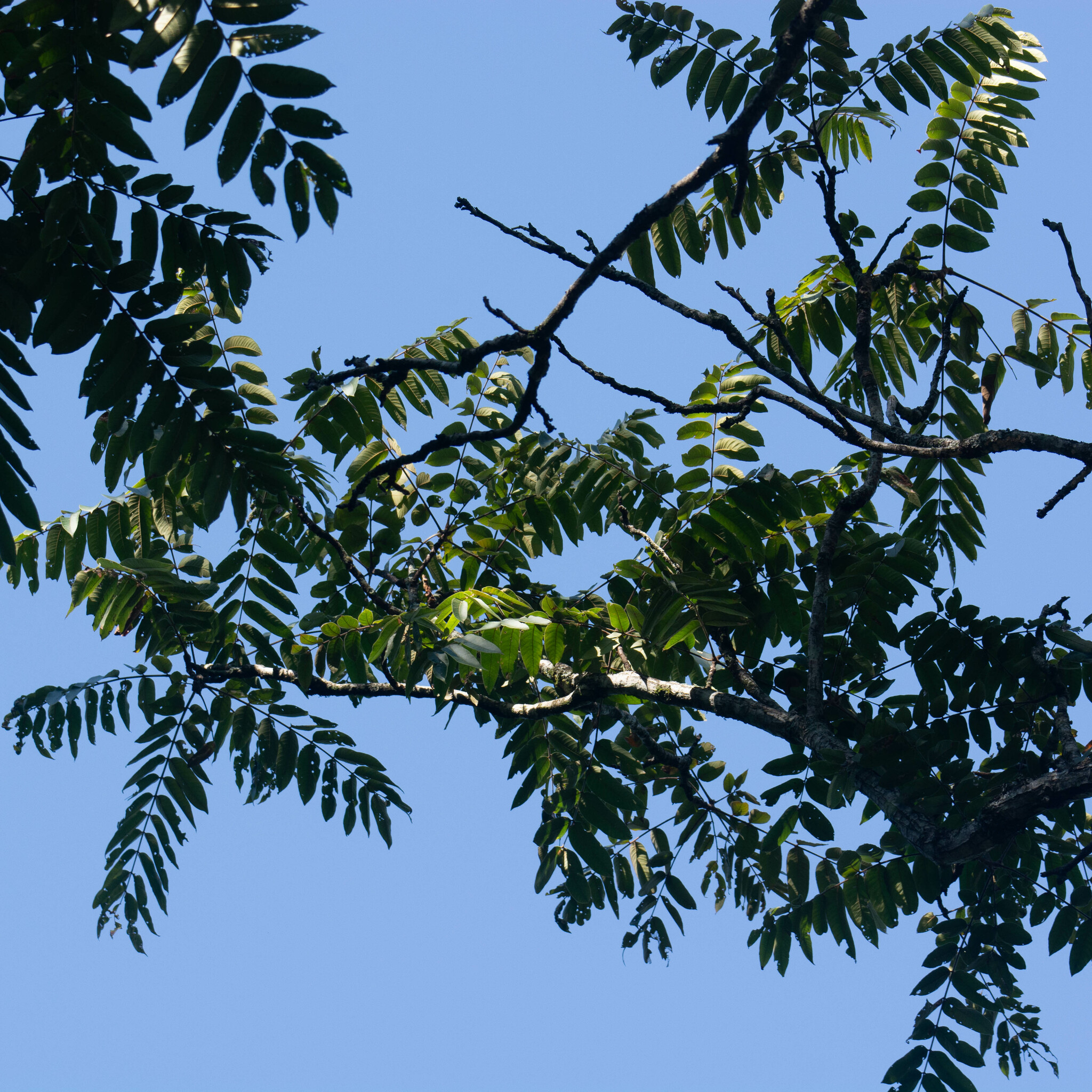 Imagem de Cedro-rosa