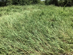 Paspalum denticulatum