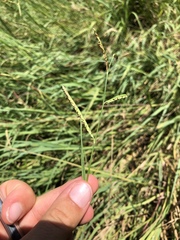 Paspalum denticulatum
