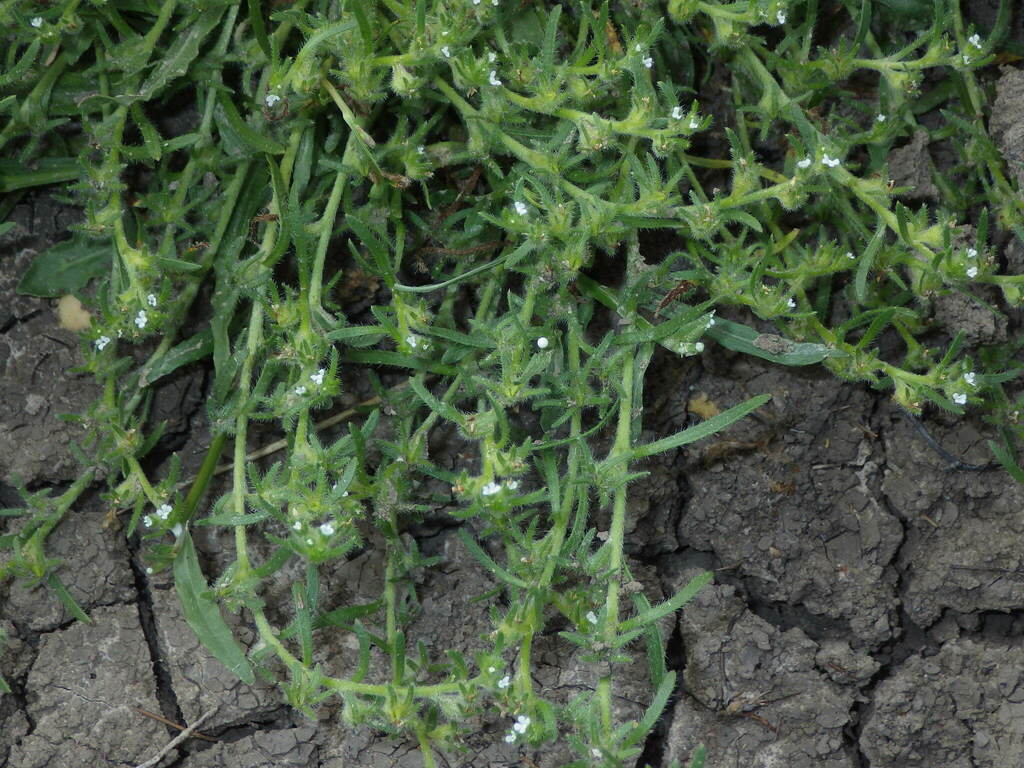 Plagiobothrys plurisepaleus
