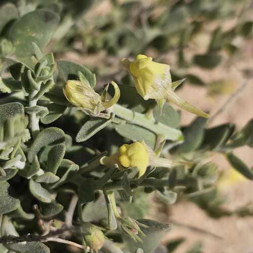 Egyptian Toadflax