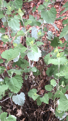 Ambrosia cordifolia