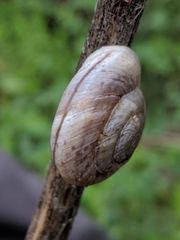 Oreohelix concentrata
